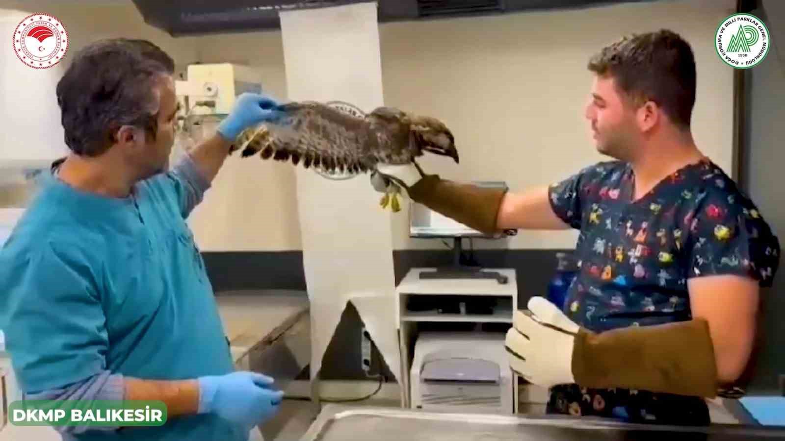 Balıkesir’de yaralı yaban hayvanları emin ellerde