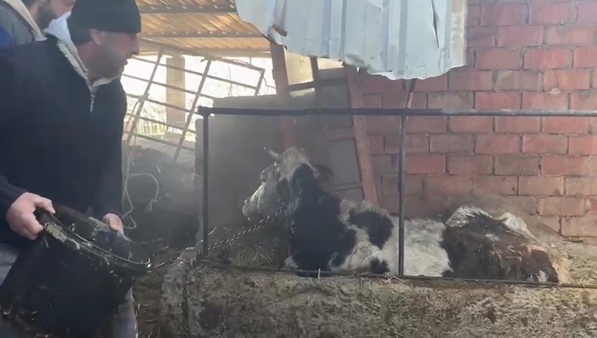 Balıkesir’de çıkan ahır yangınında büyükbaş hayvanlar son anda kurtarıldı