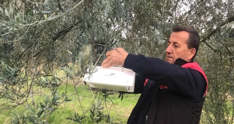 zeytin
