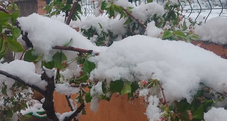 Balıkesir’de Zirai Don Tehlikesi