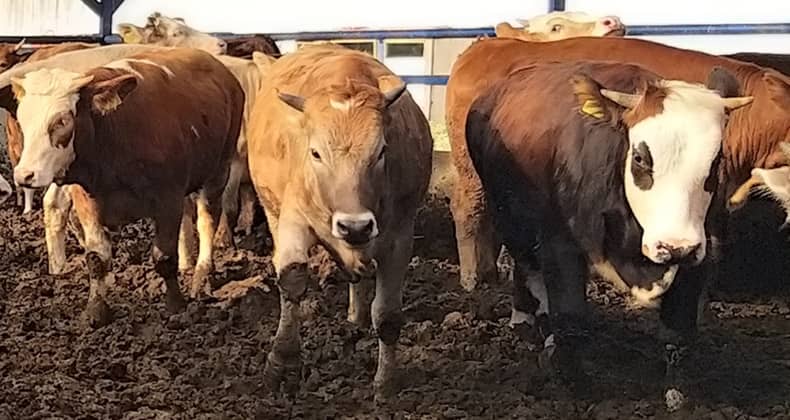 Balıkesir'de kurbanlık hareketliliği başladı