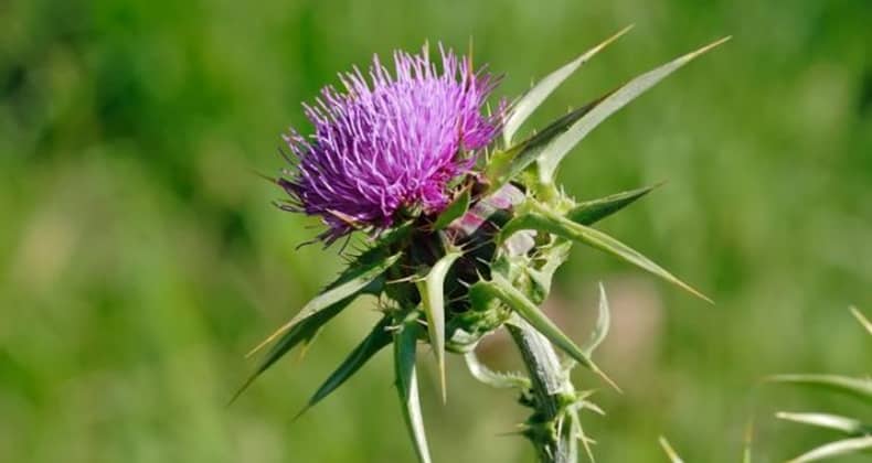 Kenger Otu Alternatif Tıbbın Gözdesi Oluyor