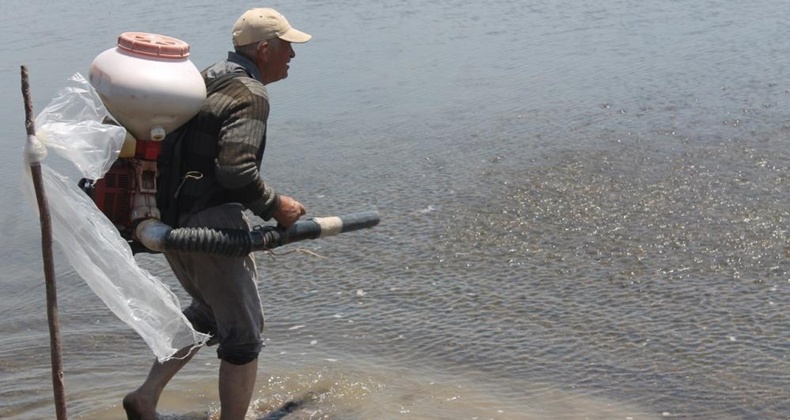 Manyas’ta çeltik ekimleri sürüyor