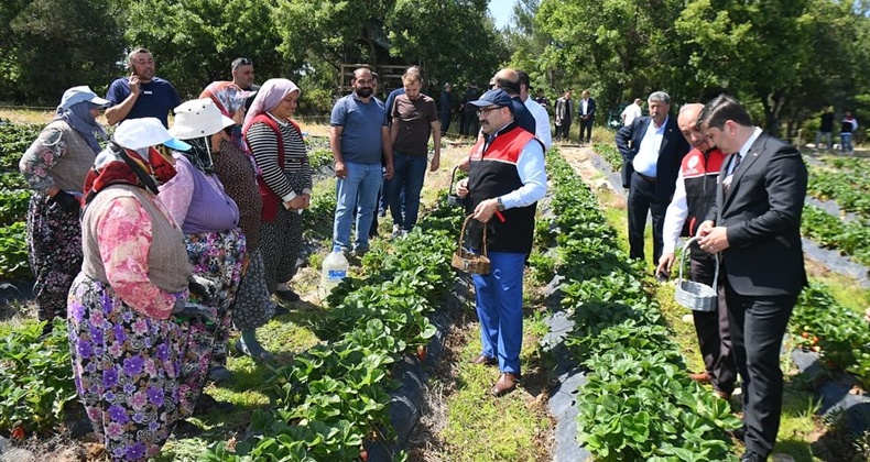Vali İsmail Ustaoğlu İvrindi’de Çilek Hasadına Katıldı