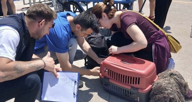 Balıkesir’deki adalara kimliksiz hayvan girişi yasaklandı