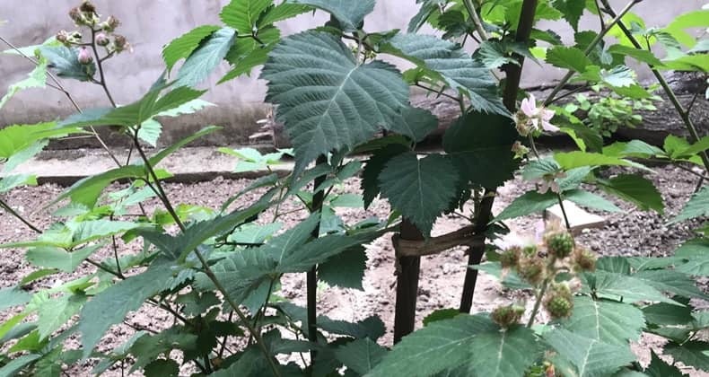 Balıkesir’in verimli topraklarında böğürtlenler meyveye durdu