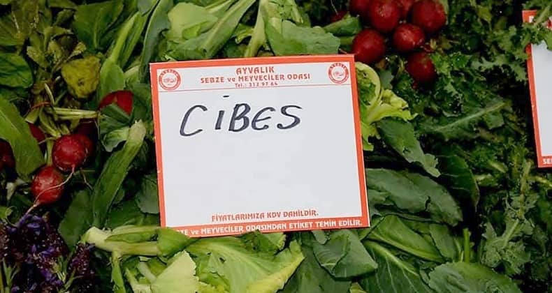 Ege’nin Şifalı Lezzeti Cibes Otu