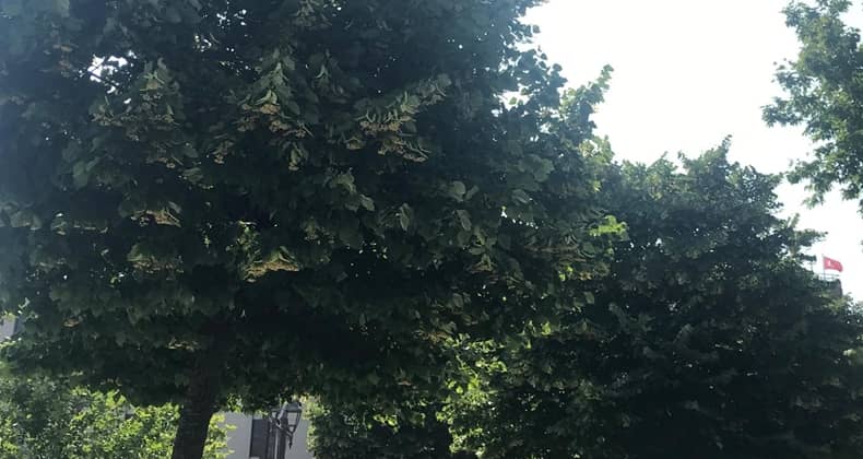 Ihlamur ağaçlarının cinsiyeti var mı?