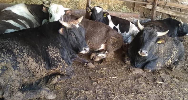 Kurban Bayramı’nın hangi günlerinde kurban kesilir