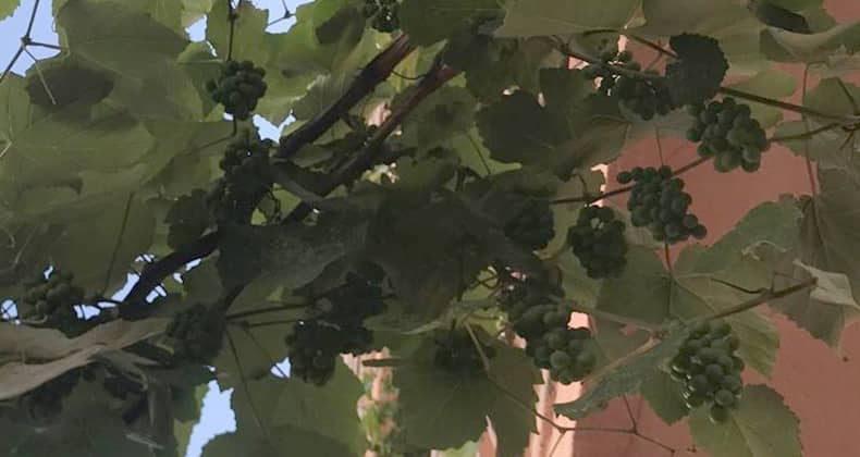 Üzüm asmalarına kükürt ne zaman ve neden atılır?