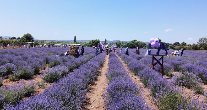 Altıeylül 3’üncü Lavanta Günleri Başlıyor