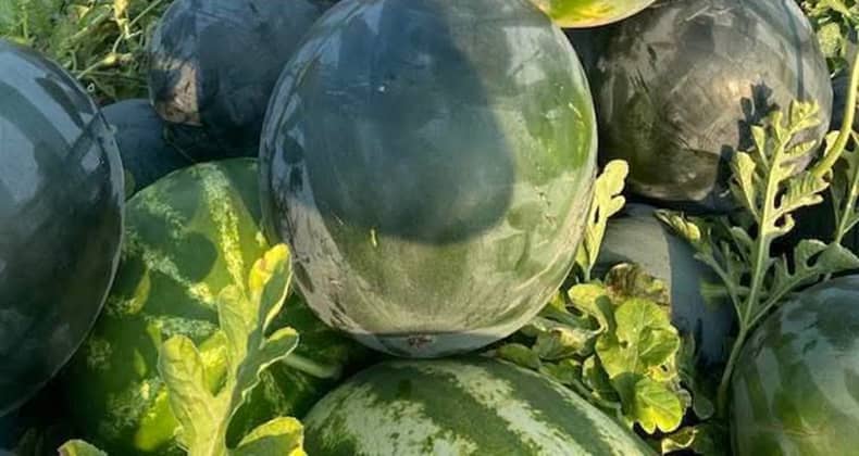 Balıkesir’de yazın meyve tartışması: Kara karpuz mu, çizgili mi?