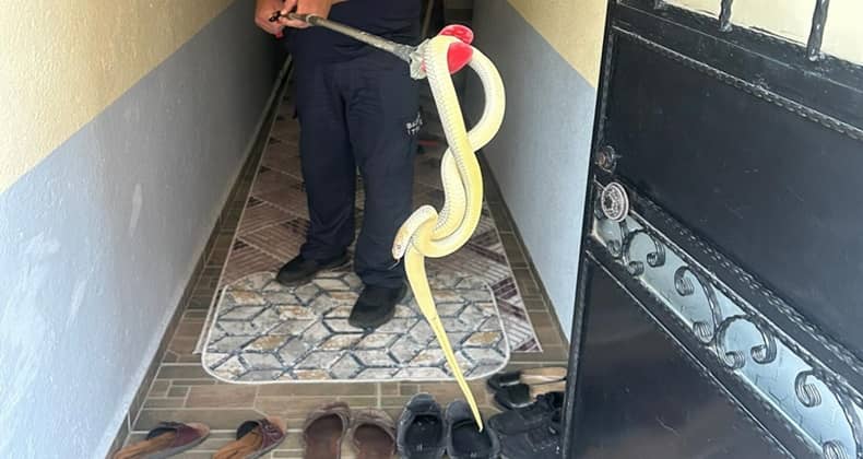Balıkesir’in kırsalında yılan alarmı