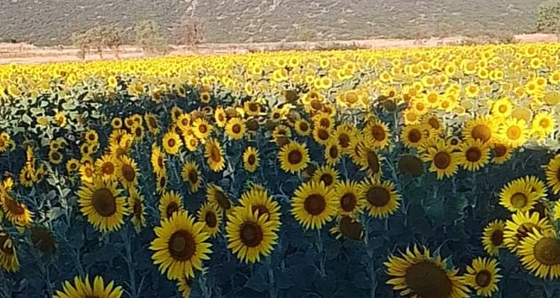 Balıkesir’in sarı gelini ayçiçeği hem gözü doyuruyor hem cebi