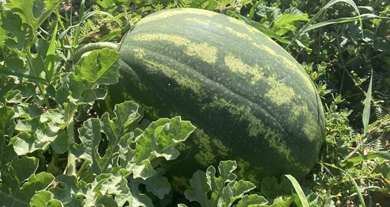 Kabak aşılı karpuz tüketicide hayal kırıklığı yaratıyor