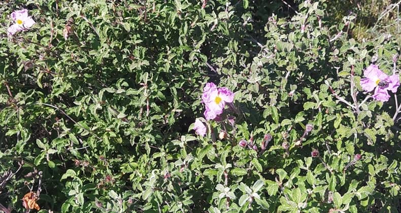 Kazdağları’ndan kontrolsüz bitki toplamaya doğa dayanamıyor