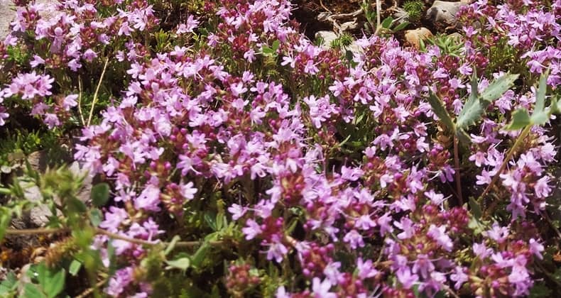 Kurutulan otlarla gelen şifa Balıkesir’in sonbahar hazırlığı başladı