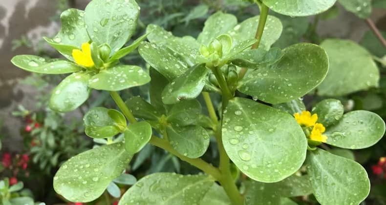 Semizotu ya da Pirpirim Çiçek Açar mı?