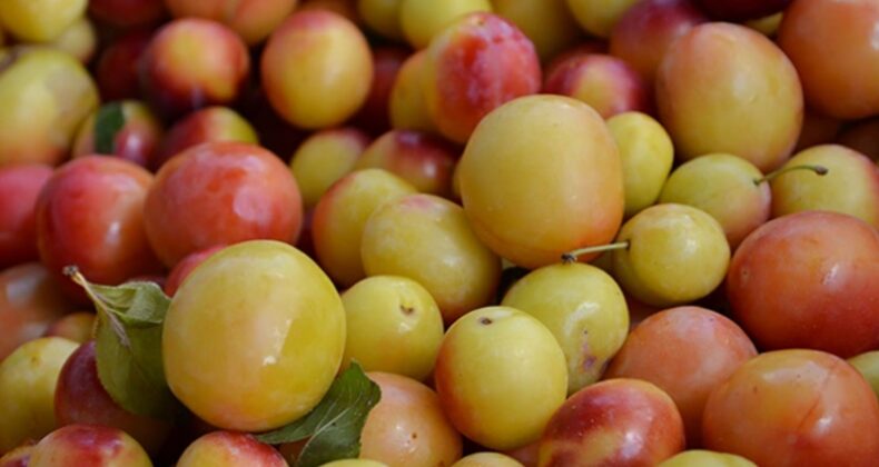 Erikten neler yapılır? Bu tariflerle erik sadece meyve olmaktan çıkıyor!