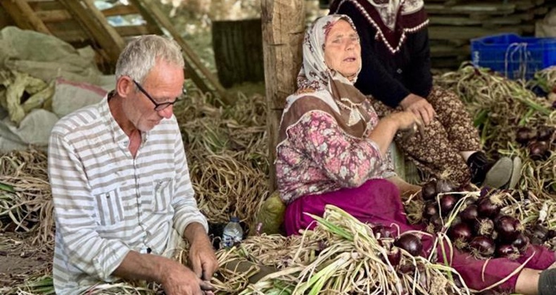 Erdek Kapıdağ mor soğanında yeni dönem başladı