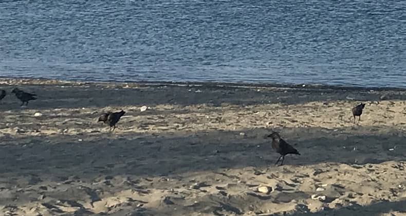 Altınkum Plajı’nda Çöp Temizliğini Kuşlar Yapıyor