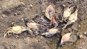 Altınkum’da Arıtma ve Denize Deşarj Sorunu Mavi Yengeçleri de Vurdu