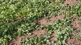 Bahçe veya Saksıda Ispanak Yetiştirmenin Püf Noktaları