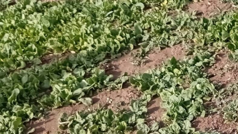 Bahçe veya Saksıda Ispanak Yetiştirmenin Püf Noktaları