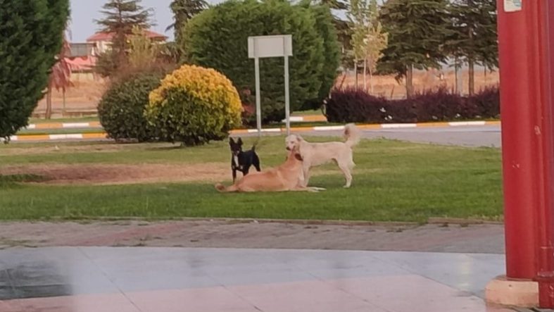 Balıkesir Otogarında Başıboş Köpekler Vatandaşları Korkutuyor
