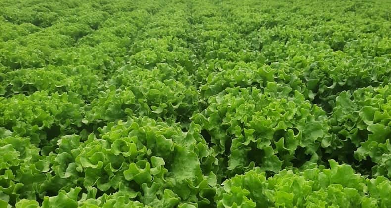 Balıkesir’de Ağustos ayında ekim ve dikimi yapılabilecek sebze ve meyveler