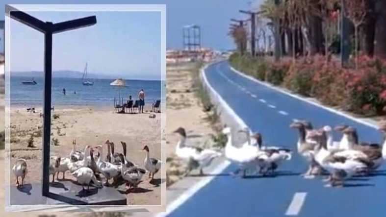 Balıkesir’de Kazlar Yine Plajın Neşesi Oldu