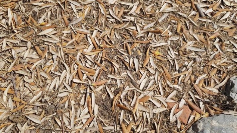 Balıkesir'de kuraklık zeytin ağaçlarını verim ve kalitede vurdu