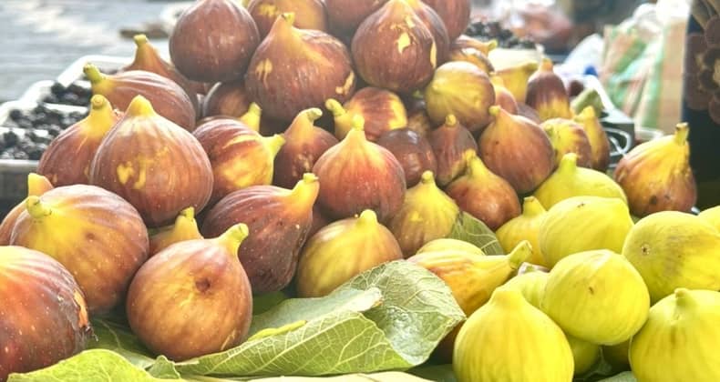 Balıkesir’in Havran ilçesinde incir sezonu başladı