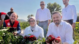 Bigadiç Çekirdekli’de Biber Hasadı Coşkusu