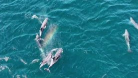 Erdek Körfezi’nde yunus sürprizi, Bandırma Limanı’nda lüfer şöleni