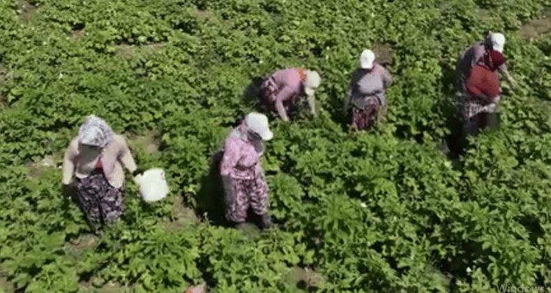 Gömeç bamyasında hasat zamanı: Taneleri küçük, lezzeti büyük