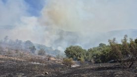 Kepsut’ta orman yangını