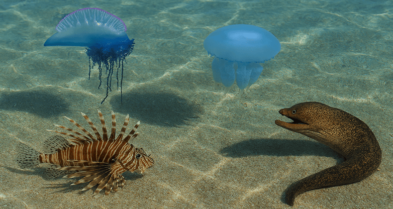 Balıkesir sahillerinde görülen en tehlikeli deniz canlıları