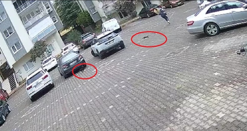 Önlerine kattıkları kadını evine kadar kovalayan yavru kediler kameralara yansıdı