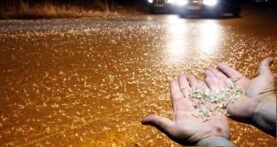 Yılda Bir Kez Görülen Mucize: Adeta Kar Yağışı Gibi