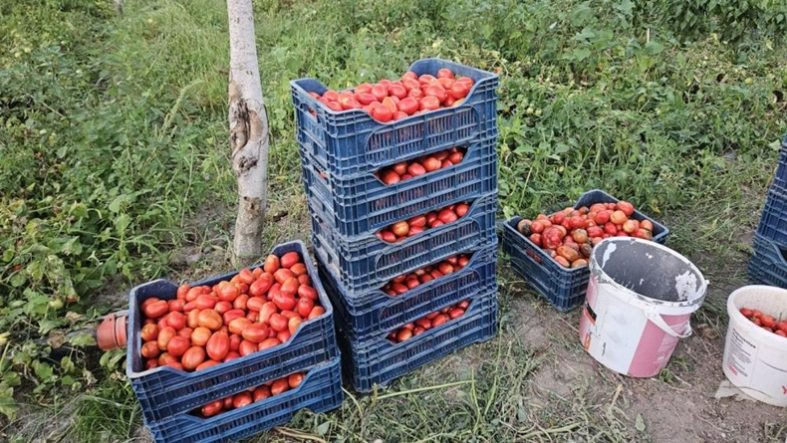 Aroması ve lezzetiyle bilinen Sındırgı domatesi 4 lira