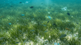 Ayvalık Adalarında Deniz Çayırlarının Yok Oluşu: Balık Popülasyonuna Etkileri