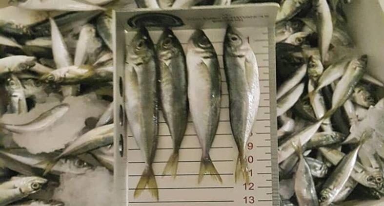 Balıkçılıkta Sürdürülebilirlik Marmara ve Ege’de Av Sezonuna Kota ve Denetim Damgası