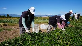 Balıkesir Büyükşehir Belediyesi, tarımı yerel tohumlarla gelecek nesillere aktarıyor
