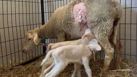 Balıkesir Üniversitesi’nden Koyunlarda Canlı Doğum Oranını Artıracak Yenilikçi Sezaryen Uygulaması