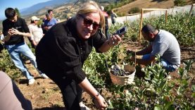 Balıkesir’de Aronya Hasat Şenliği coşkusu