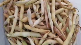 Balıkesir’de Badalan Fasulyesi Mevsimi Başladı