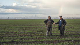 Balıkesir’de İlk Yağmur: Çiftçinin Buğday ve Arpa Umudu Yeşeriyor