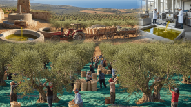 Balıkesir’de Zeytin Hasadı Başladı: Taş Baskı ve Modern Sıkım Arasındaki Farklar