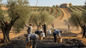 Balıkesir’de Zeytin ve Zeytinyağında Rekolte Beklentileri